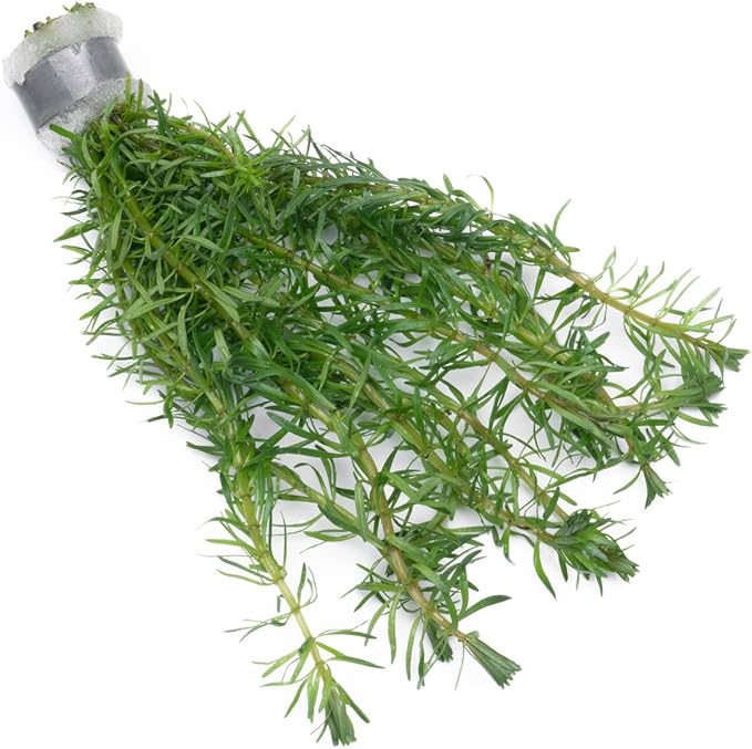 Live Aquarium Stem Plants - Freshwater Aquatic Plant for Fish Tanks, Aquascaping - (Rotala Bossii, 4 Bunches)