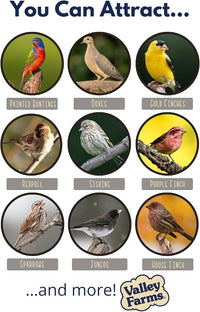Valley Farms White Millet Wild Bird Seed 5 LB 2-Pack (10 LB Total) for Outside feeders, White proso Millet, Bird Watcher Secret Wild Bird Food