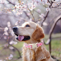 ARING PET Fall Dog Collars - X-Small / Strawberry Pink - image 3