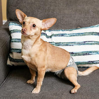 Pet Parents® Washable Dog Diapers (3pack) + Extendrs® of Durable Doggie Diapers, Premium Dog Diapers Female (X-Small, Natural)
