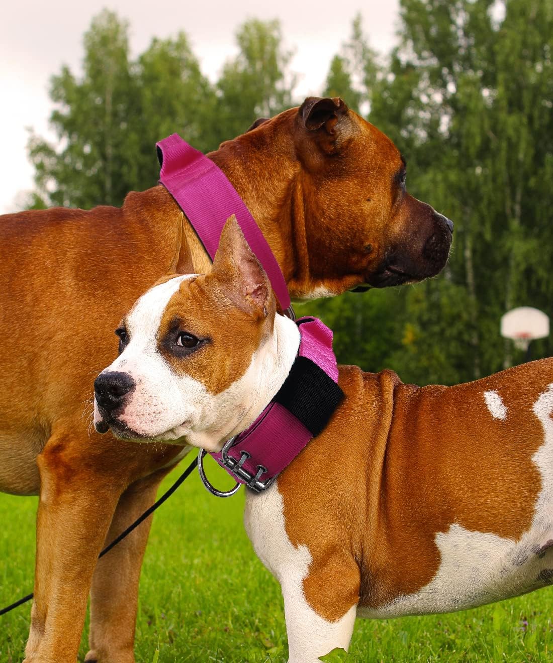 Dog Collar for Large Dogs, with Handle 2" Wide Heavy Duty - Pink / M - image 3