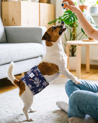 CuteBone Dog Diapers Male 4 Pack Puppy Wraps Reusable Doggie Belly - Paradise Palms / S(11"-14") - image 4