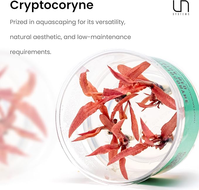Ultum Nature Systems Live Tissue Culture - Cryptocoryne Albida 'Red' - Moderate - Low to Medium Light - Pink and Red Accent - Foreground to Midground - 100% Snail Free Grown in-Vitro - Regular Cup