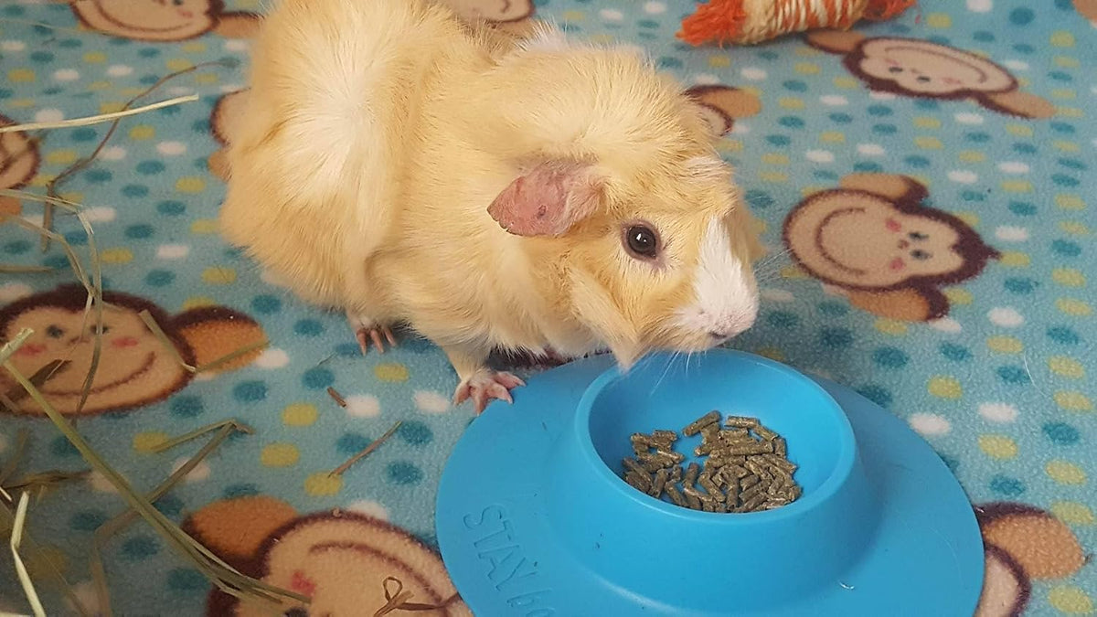 Tip-Proof Ergonomic Pet Bowl for Guinea Pig and Other Small Pets - Small 1/4 cup - image 4
