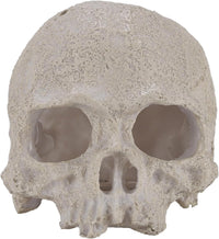 Resin Reptile Hideout for Tank Realistic Skull Decor for Terrarium - White