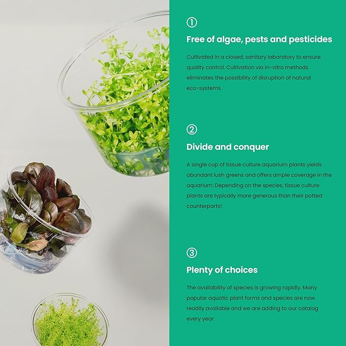 Ultum Nature Systems Cryptocoryne Wendtii Tropica Tissue Culture Live Plant for Aquarium, Aquascaping, Freshwater Fish Tanks - 100% Snail Free in Vitro