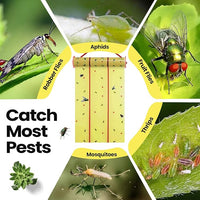 Qualirey Giant Sticky Fly Traps,30 Feet Fly Strips for Indoor Outdoor Hanging Flying Tapes Non Toxic Ribbon Fruit Gnat Killer for Mosquito Plants House Horse Stable (Fluorescent Green,5 Pcs)