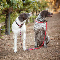 Cesar Millan Slip Lead Leash, Dog Leash, in Training Leash - Regular / Red/Olive - image 3