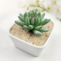 5 lbs Aquarium Sand, Beige Fish Tank Sand - Beige / 10 LB - image 4