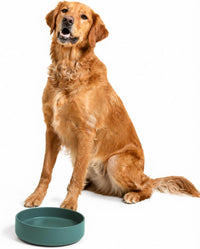 The Perfect Dish, Silicone Dog Bowl for Food & Water - Spruce / Large (9.5” Across and 2.5” Tall)