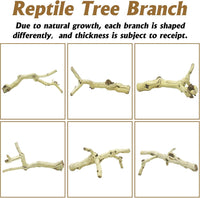 VCEPJH Snake Climbing Branch - Panlong Wood (L:13.7"-15.7"-2pcs) / 2 - image 4