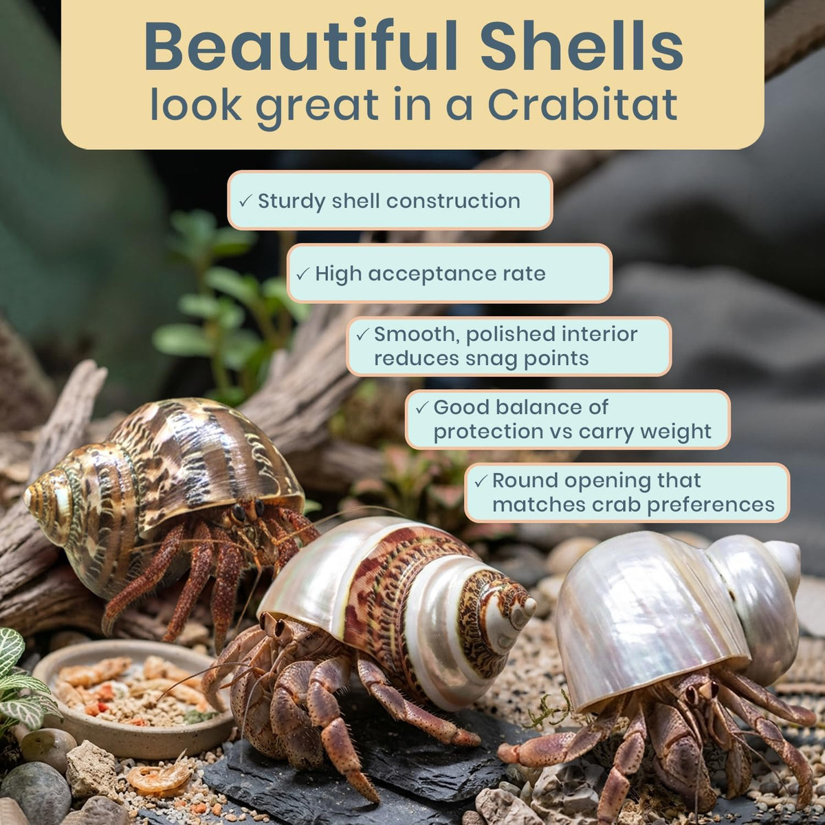 Hermit Crab Shells, Turbo Shells, 1 Brown, 1 Banded - image 4