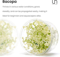 Ultum Nature Systems Live Tissue Culture - Purple Bacopa (Bacopa salzmannii) - Moderate - Moderate to High Light - Purple and Violet Accent - Midground - 100% Snail Free Grown in-Vitro - Regular Cup