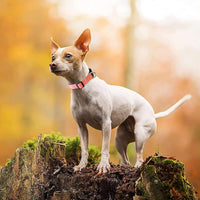 Roses&Poetry Reflective Dog Collar with Gradient Mistyrose - S / Mistyrose - image 3