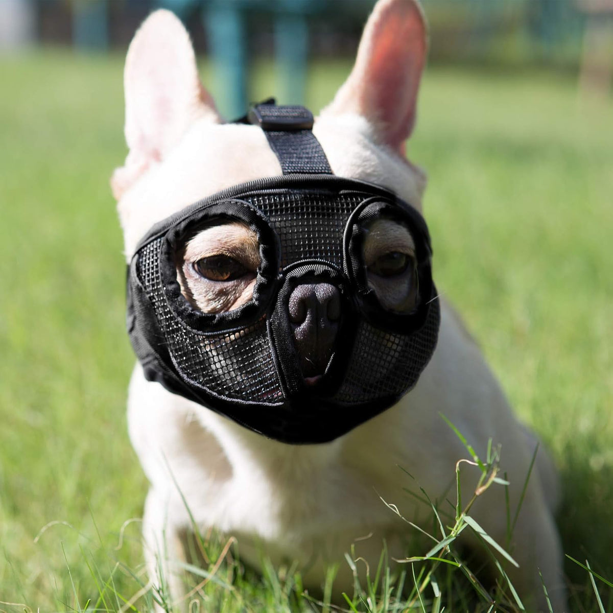 Short Snout Dog Muzzle - Adjustable Breathable Mesh Bulldog Muzzle for Biting Chewing Barking - Black / X-large/ 18"-25"
