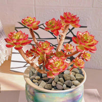 5LB Coarse Sand, Colored Rocks Pebbles - 20LB / 4-8MM - image 2