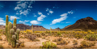 24x12 in Reptile Habitat Background Blue Sky Cactus Desert Tank - 24x12in/60x30cm