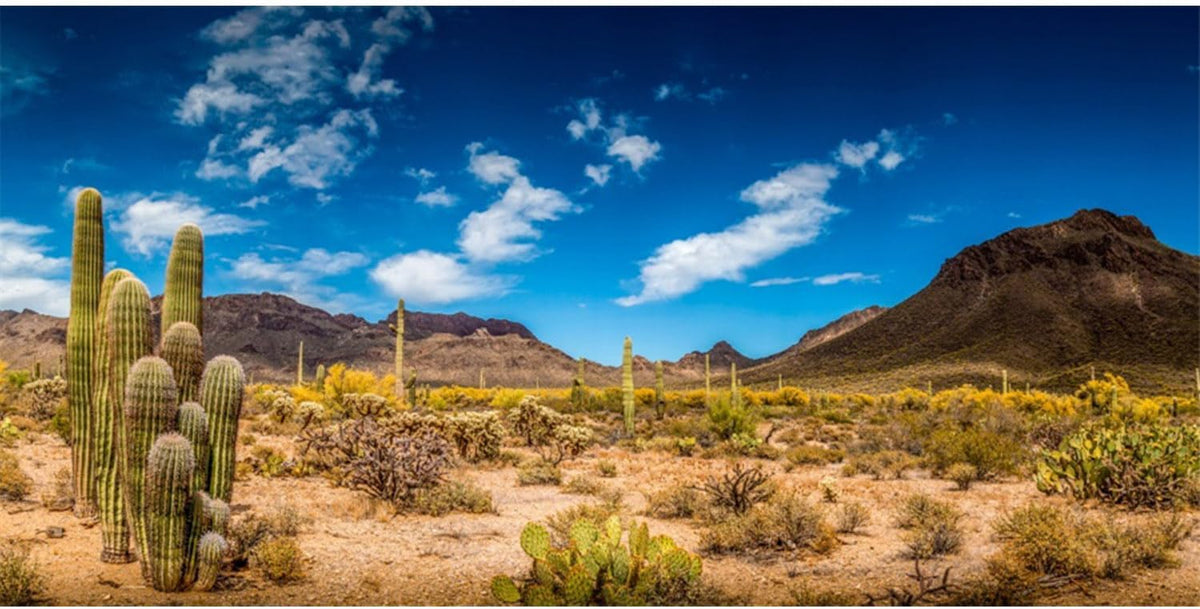 24x12 in Reptile Habitat Background Blue Sky Cactus Desert Tank - 24x12in/60x30cm