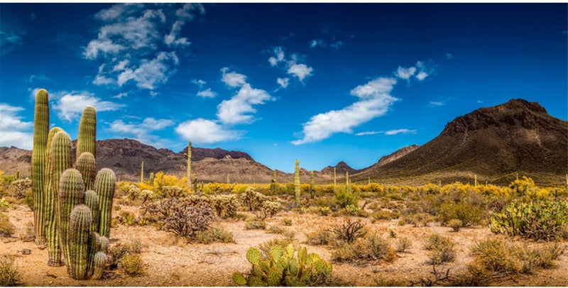24x12 in Reptile Habitat Background Blue Sky Cactus Desert Tank - 24x12in/60x30cm
