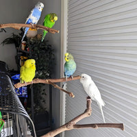 PINVNBY Parrot Perches Natural Birds Stand Wild Grape Stick Grinding - 3 PCS: - image 4