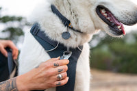 Ruffwear, Front Range Dog Collar - Coastal Fade / 11"-14" - image 2