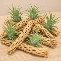 Koyal Wholesale Natural Cholla Wood Aquarium Branches - 2lb Bag - image 4