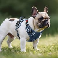 Timos Dog Harness, No Pull Large Sized with 3 Buckles - Medium / Lock Royal Blue - image 3