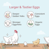 Chicken Grit for Layer & Grower Chickens Age 8-20+ Weeks - 100% Natural Mineral Chicken Grit Quartzite, Poultry Grit, USA Mined, 50 lbs