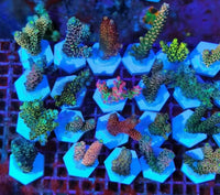 Ceramic White Coralline Coral frag Plugs Coral frag Base Round 20pc – Essentials for Fish - hexagon，50mm，12pcs - image 2