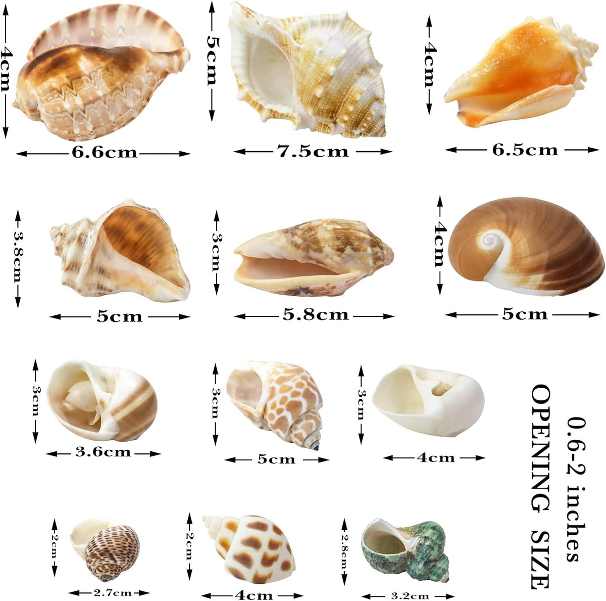 WEOXPR 12 Pcs Hermit Crab Shells Turbo 0.6-2in - image 2