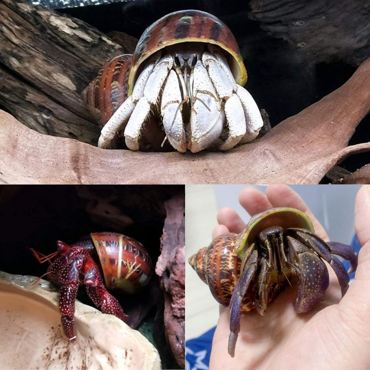 PPCLION Unstained Natural Hermit Crab Shells Pearl Turbo Seashell - image 4