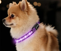 Super Bright LED Dog Collar, Waterproof Light up Collars – Essentials for Dogs - XS(Width:0.6",Length:8" - 11.5") / Purple