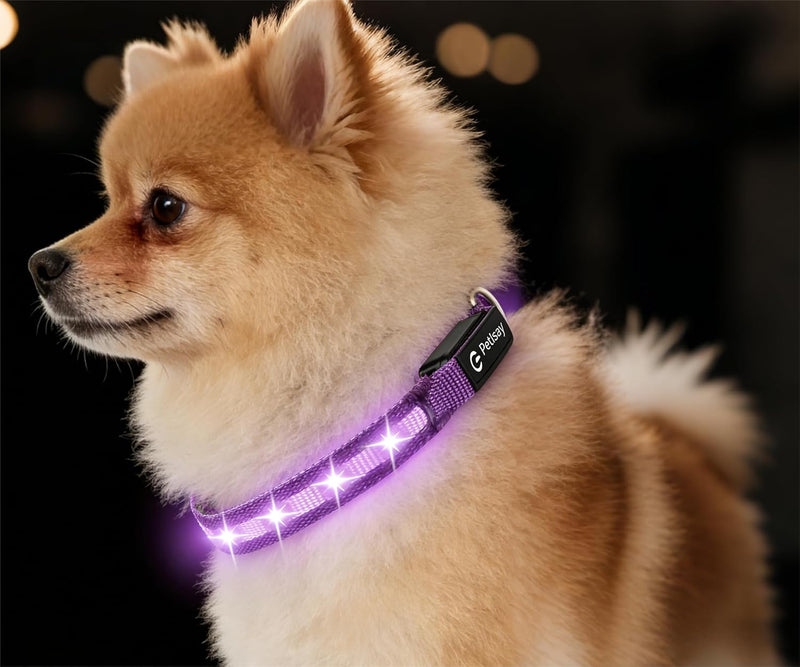 Super Bright LED Dog Collar, Waterproof Light up Collars – Essentials for Dogs - XS(Width:0.6",Length:8" - 11.5") / Purple