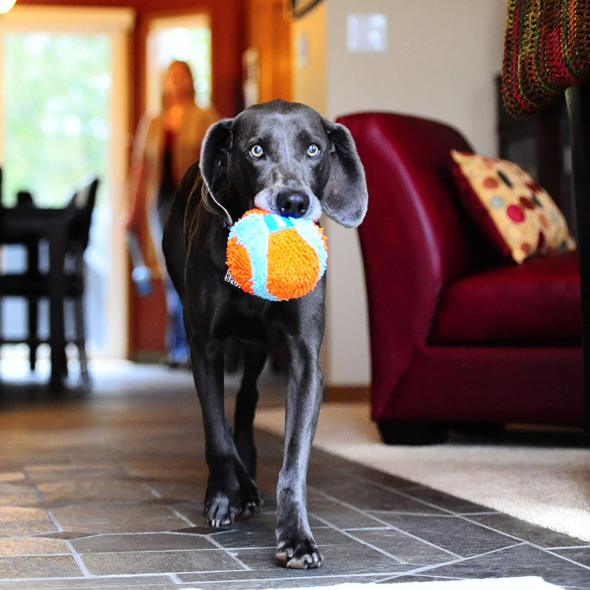 Chuckit! Indoor Fetch Ball Dog Toy, Orange and Blue - Orange & Blue Fetch Ball / 4.75 inches (12 Pack) - image 4