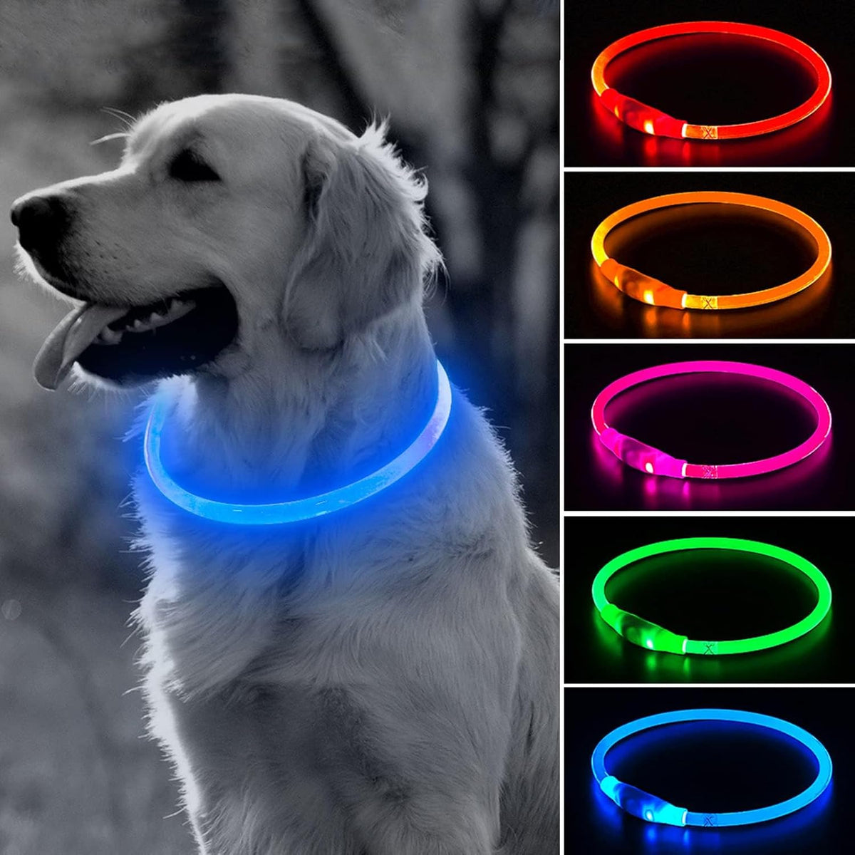 Light Up Dog Collar – Essentials for Dogs - Blue (70cm)