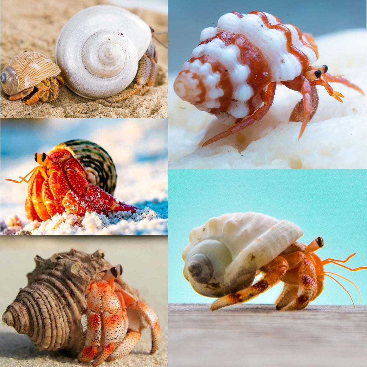QEQEKAKA 15PCS Hermit Crab Shells Natural Mixed Seashells Replacement – Essentials for Reptiles And Amphibians - image 4
