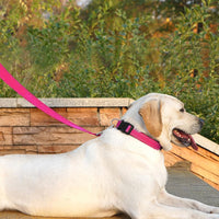 6 FT Basic Dog Leash for Medium Dogs - Refl Hot Pink / Medium : 3/4" x 6 FT - image 3