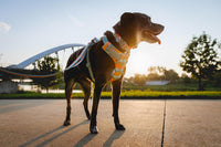 Ruffwear, Front Range Dog Collar - Coastal Fade / 11"-14" - image 4