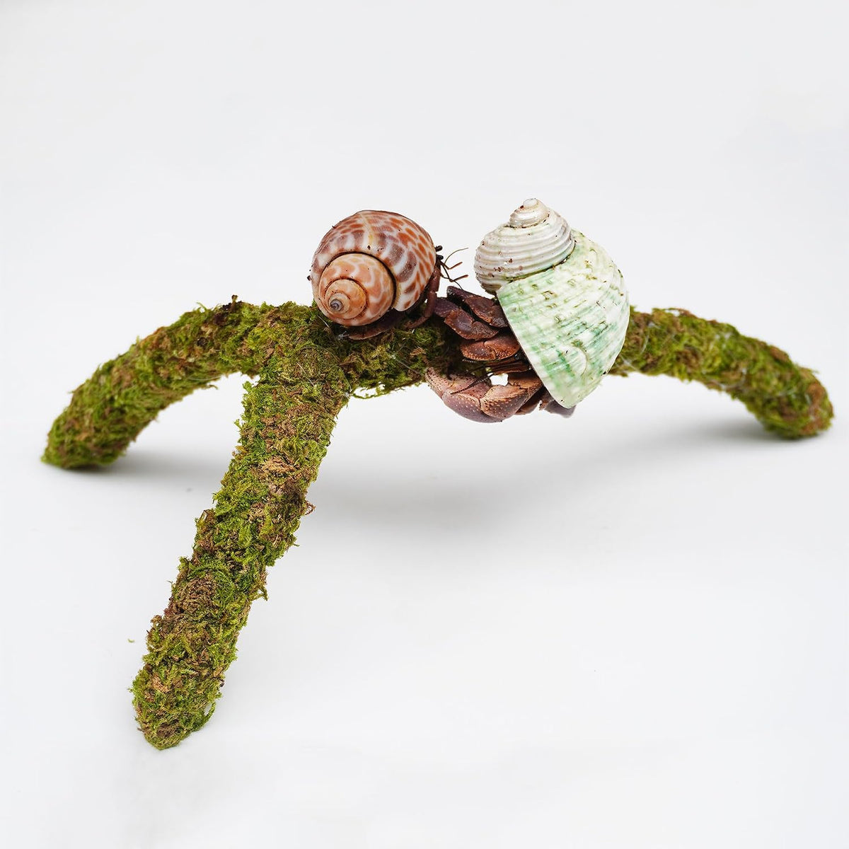Hermit Crab Climbing Toys, Adjustable Hermit Crab Supplies - image 3