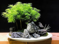 Natural Seiryu Dragon Stone - 11 Pound Aquarium Rock for Fish Tank Reptile and Amphibious Tank 3-8 Inch Aquarium Decoration