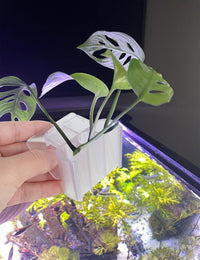 2 Pk Upgraded Aquarium Plant Holder - White 4 - image 3
