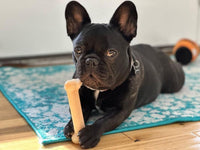 Nylabone Power Chew Original Bone Dog Chew Toys - Original / Medium - image 4