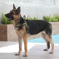 Plutus Pet No Pull Dog Harness with Front Clip - M: chest 19.7"-25.2" / Ranger Green - image 4