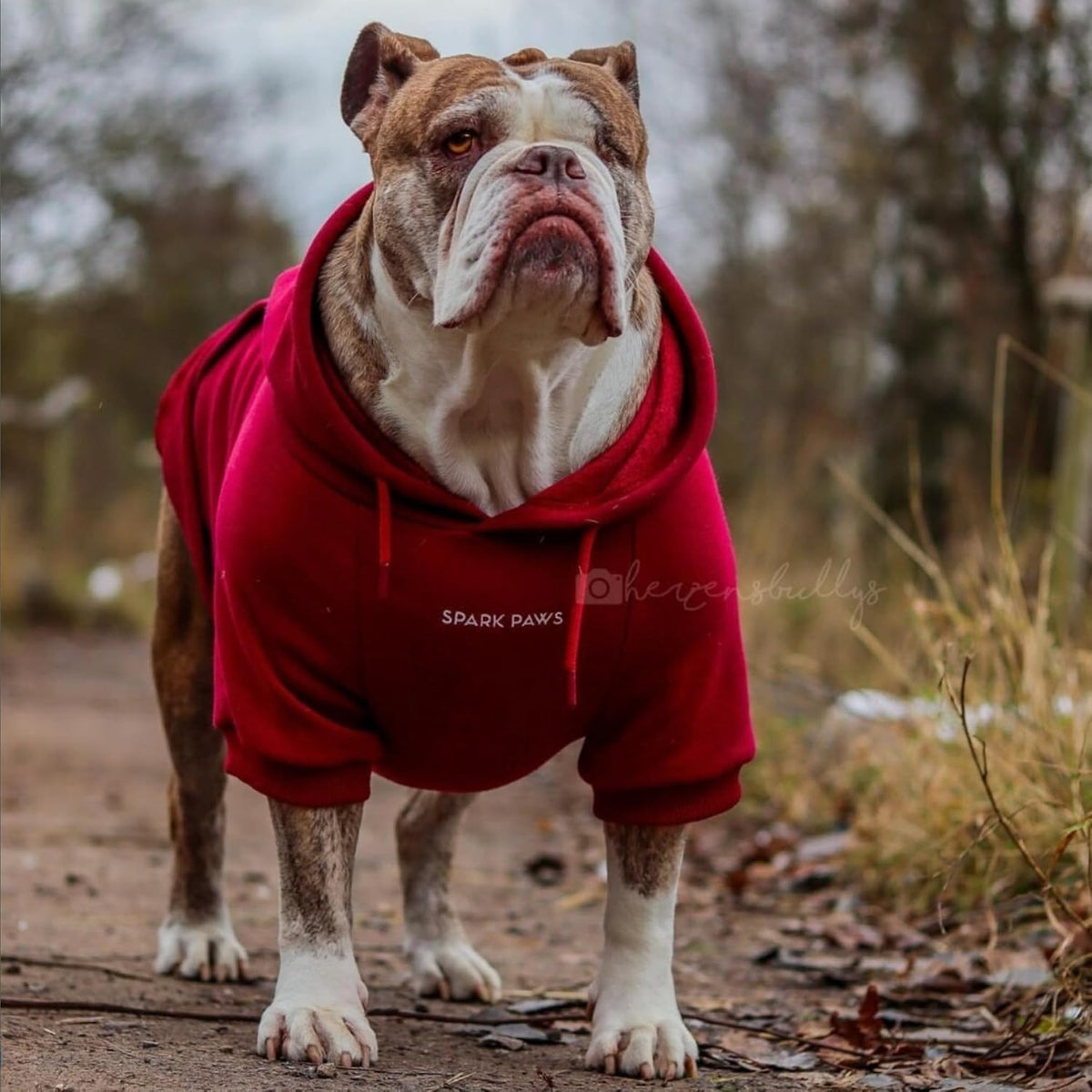 Spark Paws Dog Hoodie, Buttery-Soft Sweater Sweatshirt - Burgundy / 5XL - image 2