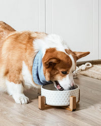 LE TAUCI Dog Bowl Set with Acacia Wood Stand - Clover / L-5 Cup - image 2