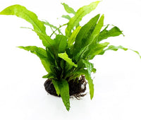 Java Fern Live Aquarium Plants – Windelov, Narrow Leaf & More– Easy Aquascaping Plants for Freshwater Tanks, Low Light, No CO₂ (Java Fern 'Microsorum Pteropus' on Nutripad)