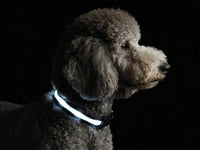 Super Bright LED Dog Collar, Waterproof Light up Collars – Essentials for Dogs - XS(Width:0.6",Length:8" - 11.5") / White