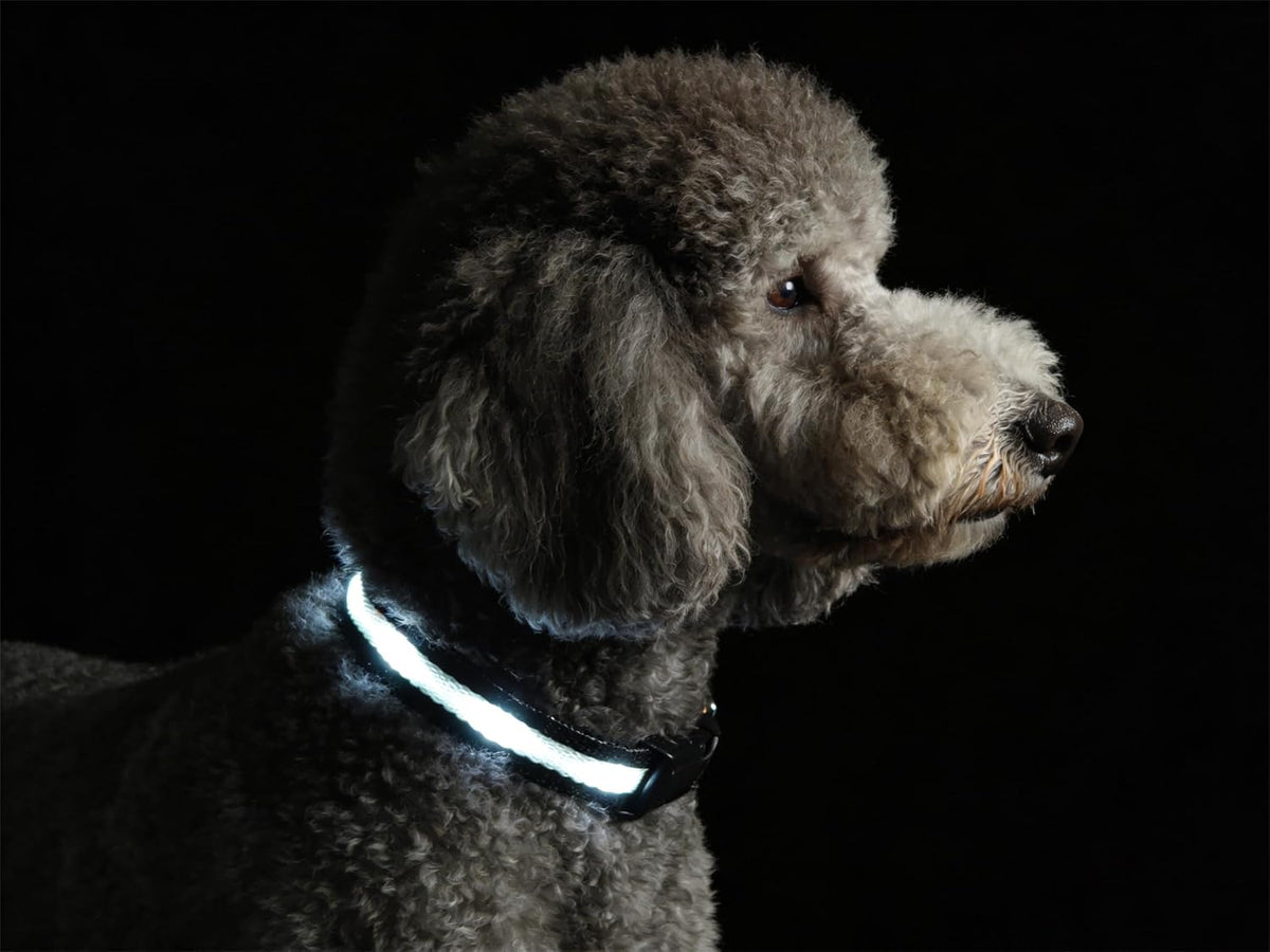 Super Bright LED Dog Collar, Waterproof Light up Collars – Essentials for Dogs - XS(Width:0.6",Length:8" - 11.5") / White