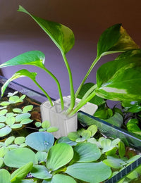 2 Pk Upgraded Aquarium Plant Holder - White 2 - image 2