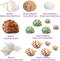 QICQDRAM 15PCS Hermit Crab Turbo Shells Natural Mixed Seashells - image 2